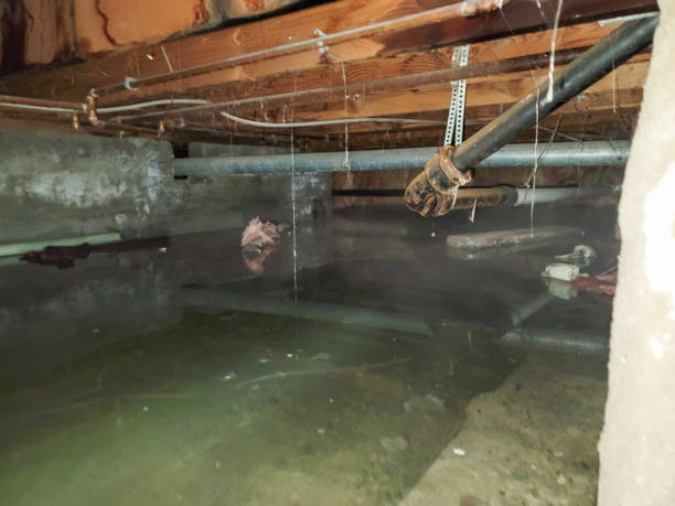 Best Water damage contractors near me  in Fife Heights, WA